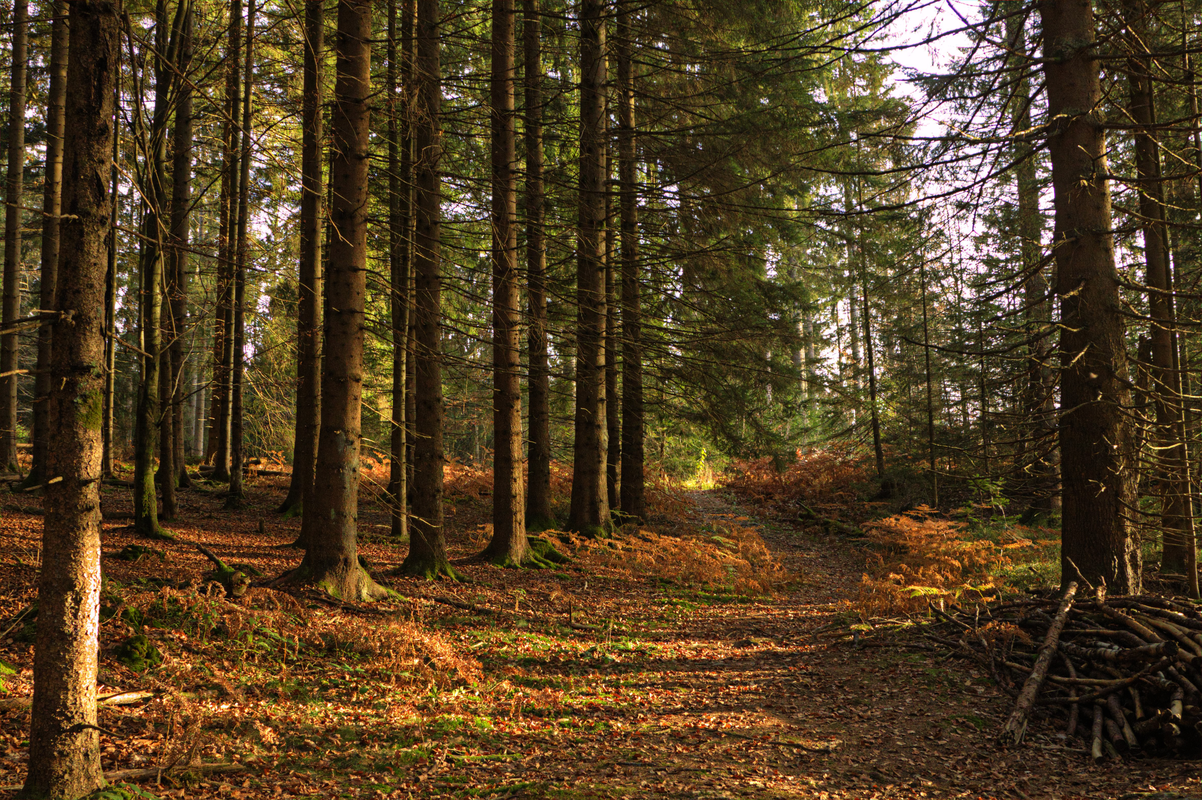 Wald